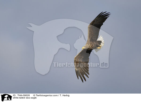 white-tailed sea eagle / THA-09626
