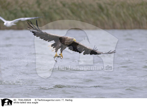 white-tailed sea eagle / THA-09628