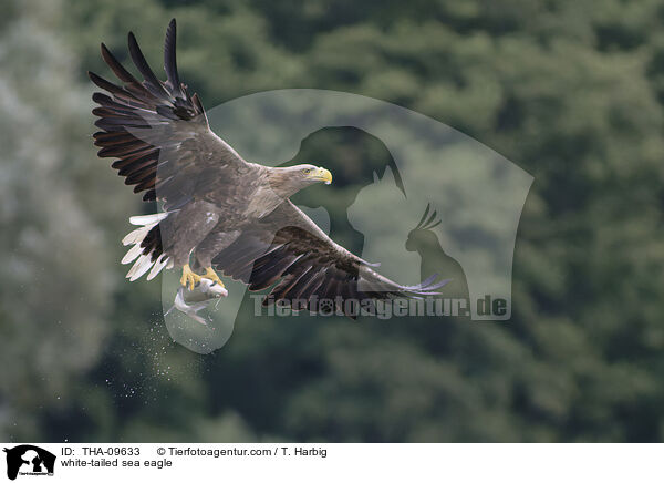 white-tailed sea eagle / THA-09633