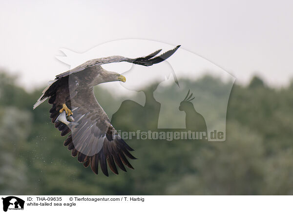 white-tailed sea eagle / THA-09635