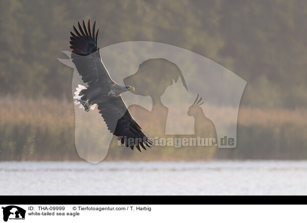 white-tailed sea eagle / THA-09999