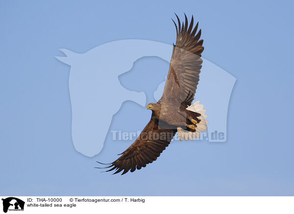 white-tailed sea eagle / THA-10000