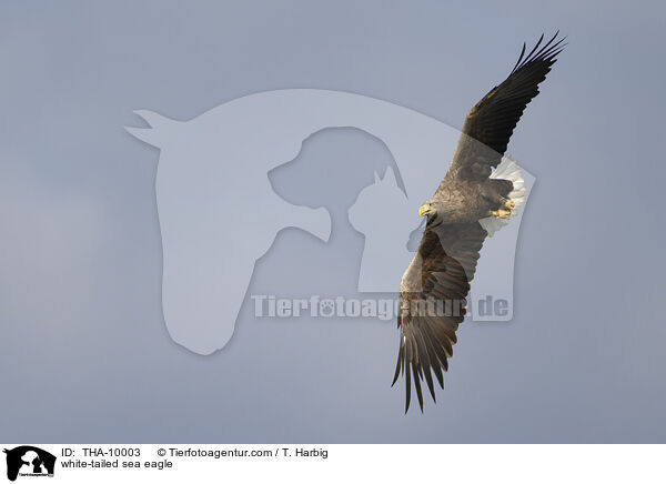 white-tailed sea eagle / THA-10003