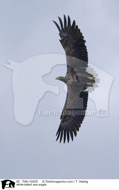 Seeadler / white-tailed sea eagle / THA-10005