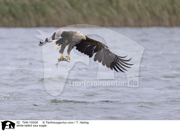 white-tailed sea eagle / THA-10006