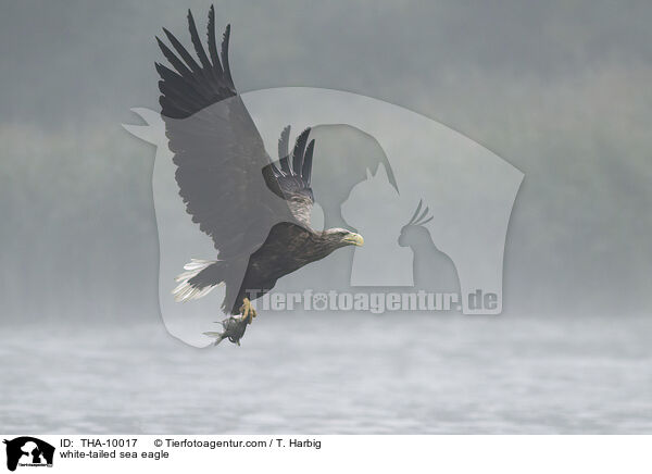 white-tailed sea eagle / THA-10017