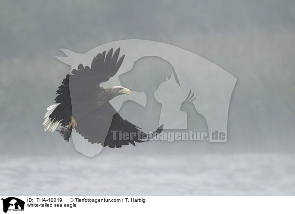 white-tailed sea eagle / THA-10019