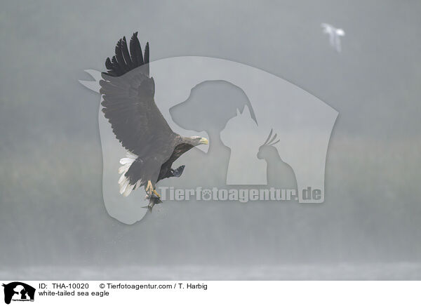 white-tailed sea eagle / THA-10020