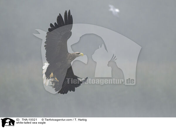 white-tailed sea eagle / THA-10021
