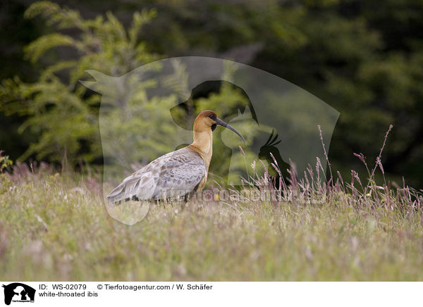 Weihalsibis / white-throated ibis / WS-02079
