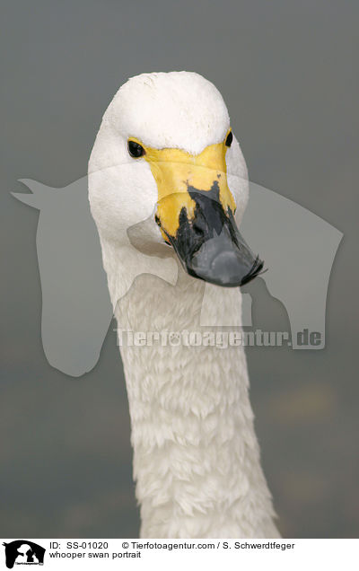 Singschwan Portrait / whooper swan portrait / SS-01020