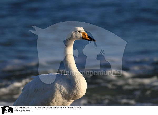 whooper swan / FF-01949
