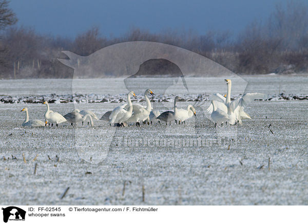 whooper swans / FF-02545