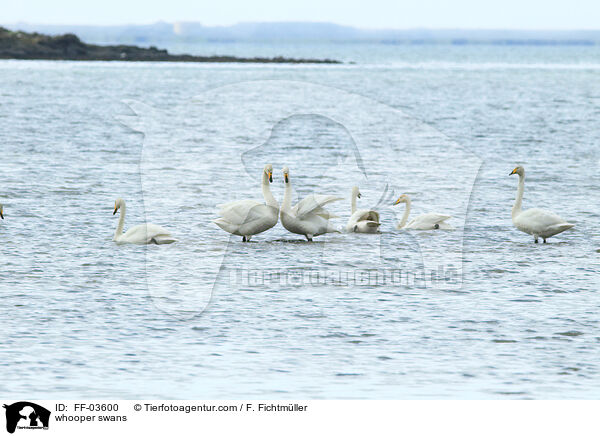 whooper swans / FF-03600