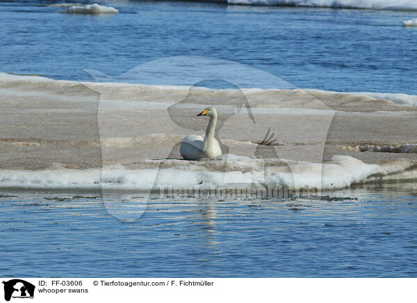 whooper swans / FF-03606