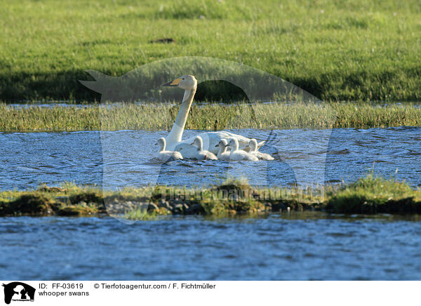 whooper swans / FF-03619