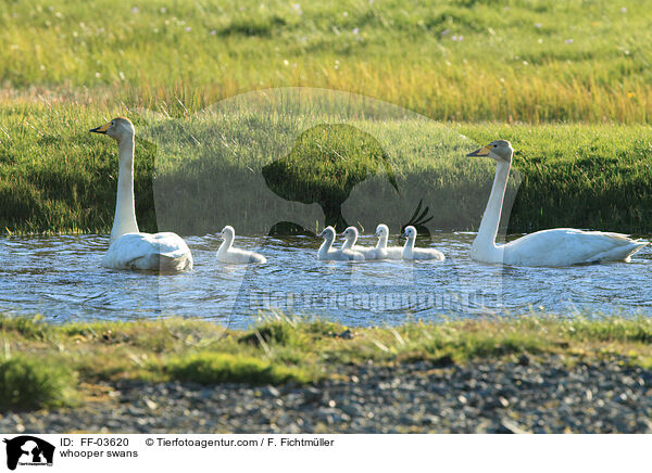 whooper swans / FF-03620