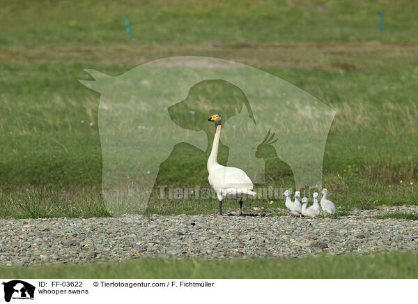 whooper swans / FF-03622