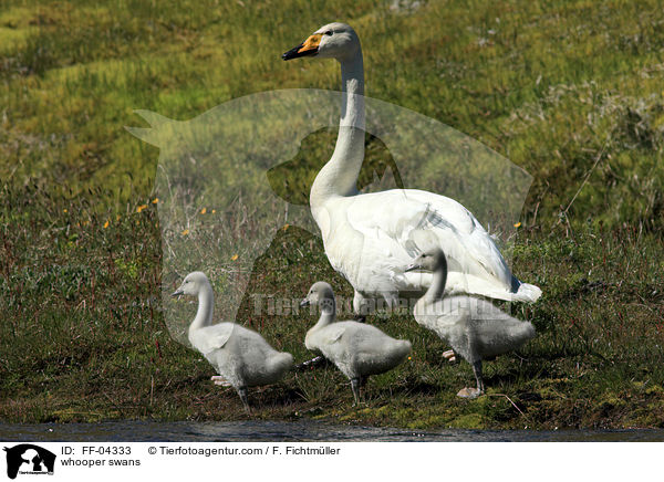 whooper swans / FF-04333