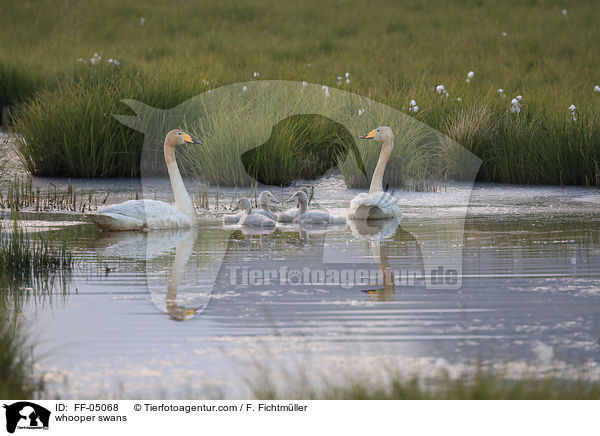 whooper swans / FF-05068