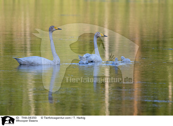 Whooper Swans / THA-08350