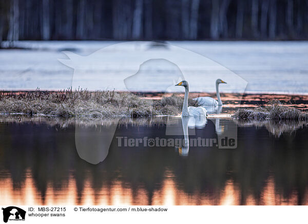 whooper swans / MBS-27215