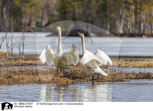 whooper swans / MBS-27247