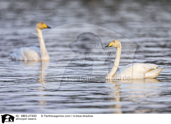 whooper swans / MBS-27890