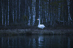 standing Whooper Swan