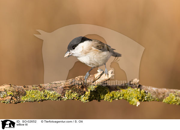 willow tit / SO-02652