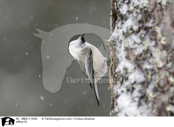 Weidenmeise / willow tit / MBS-11846