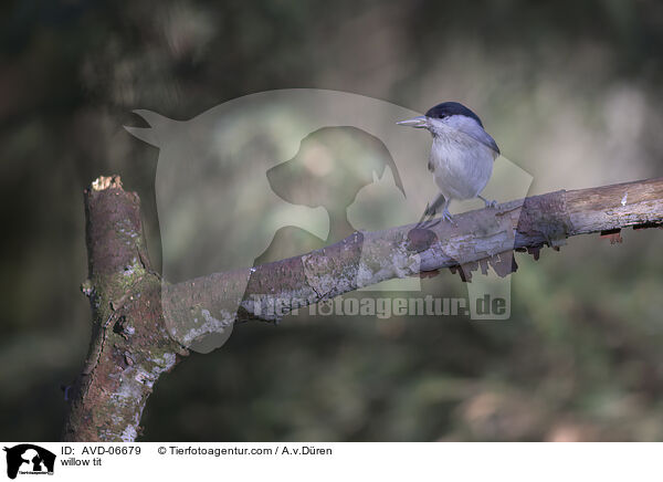 Weidenmeise / willow tit / AVD-06679