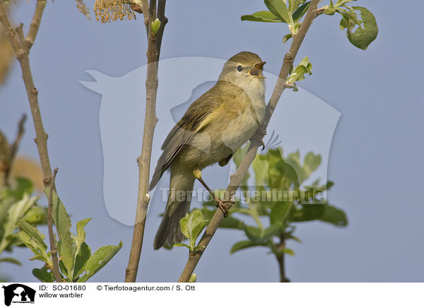 Fitis / willow warbler / SO-01680