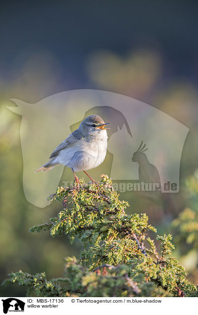 Fitis / willow warbler / MBS-17136