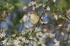 willow warbler