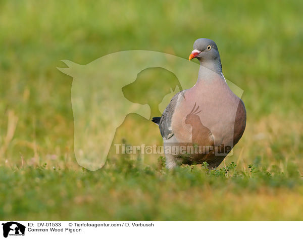 Common Wood Pigeon / DV-01533