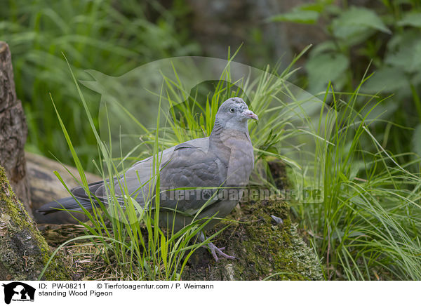 standing Wood Pigeon / PW-08211