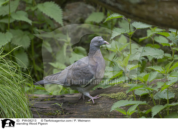 standing Wood Pigeon / PW-08213