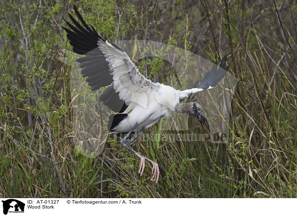 Wood Stork / AT-01327