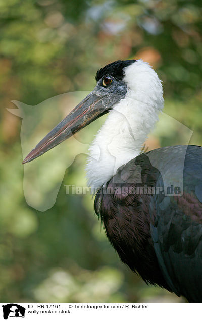Wollhalsstorch / wolly-necked stork / RR-17161