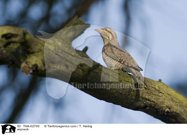 wryneck / THA-02700