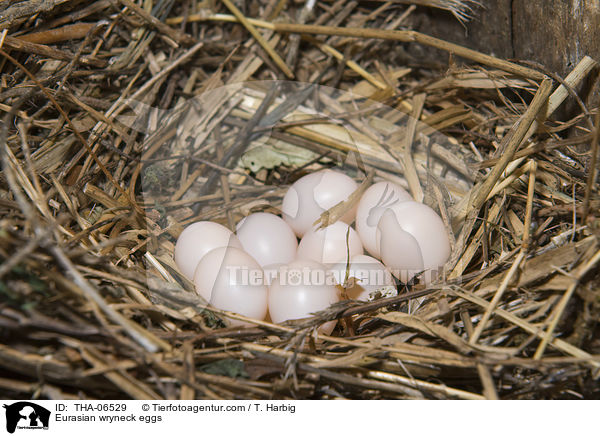 Eurasian wryneck eggs / THA-06529