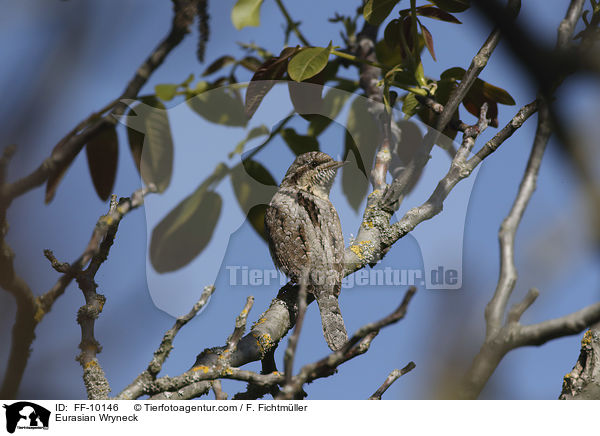 Eurasian Wryneck / FF-10146