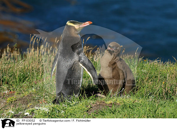 yellow-eyed penguins / FF-03052
