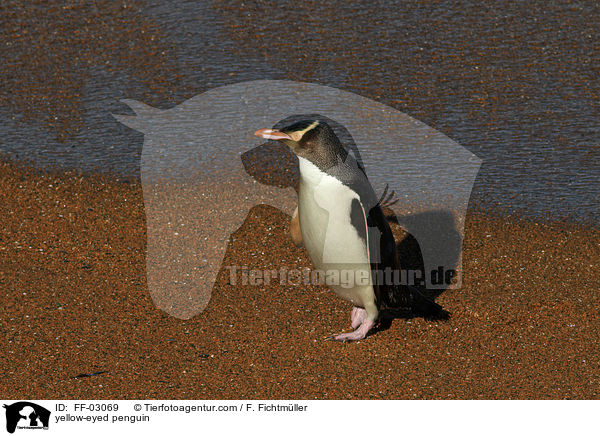 yellow-eyed penguin / FF-03069