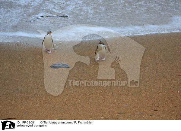 yellow-eyed penguins / FF-03081