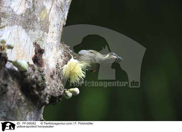 Torreshonigfresser / yellow-spotted honeyeater / FF-09082