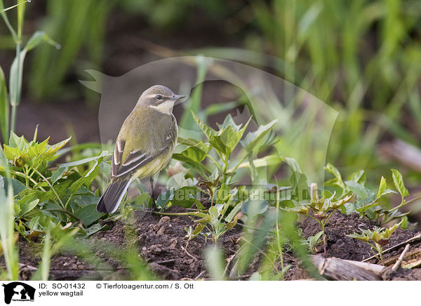 yellow wagtail / SO-01432