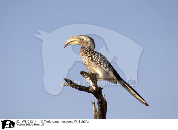 Gelbschnabeltoko / Yellow-billed Hornbill / WS-01211