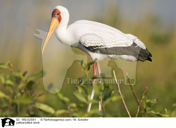 yellow-billed stork / WS-02591